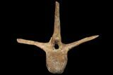 Pachycephalosaurus Caudal Vertebra With Process - Montana #130269-2